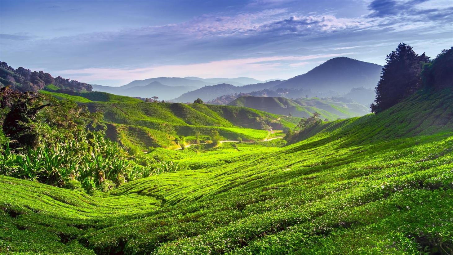 cameron highlands